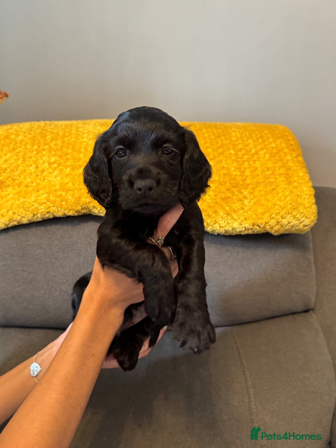 Cocker Spaniel dogs for sale: Working cocker spaniel puppies - Image 13