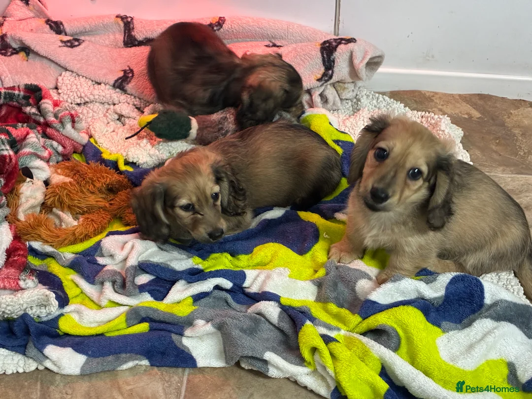 Miniature Dachshund dogs for sale: CREAM LONGHAIRED MIN DACHSHUNDS  - Advert 11