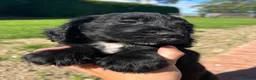 Cocker Spaniel dogs for sale: KC Registered Working Cocker Spaniel Puppies - Advert 13