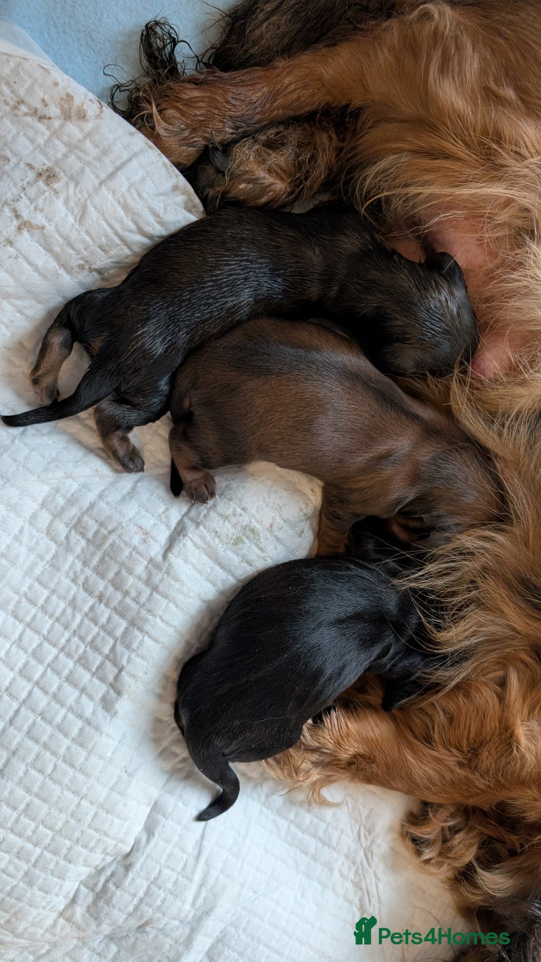 Miniature Dachshund dogs for sale: Miniature Longhaired Dachshunds - Image 9