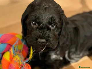 Cockapoo dogs F1 show line cockapoo puppies - Advert 3