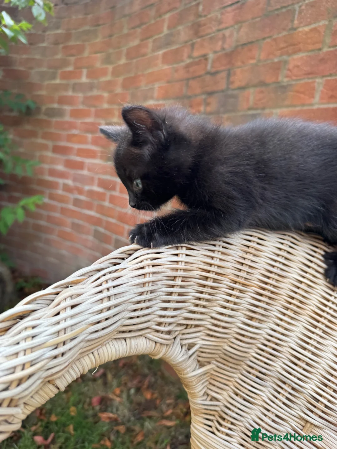 Mixed Breed cats for sale: Ragdoll cross kittens friends - Advert 2