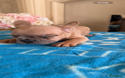 French Bulldog dogs for sale: French Bulldog Puppies 3 Male 4 Female  - Image 8