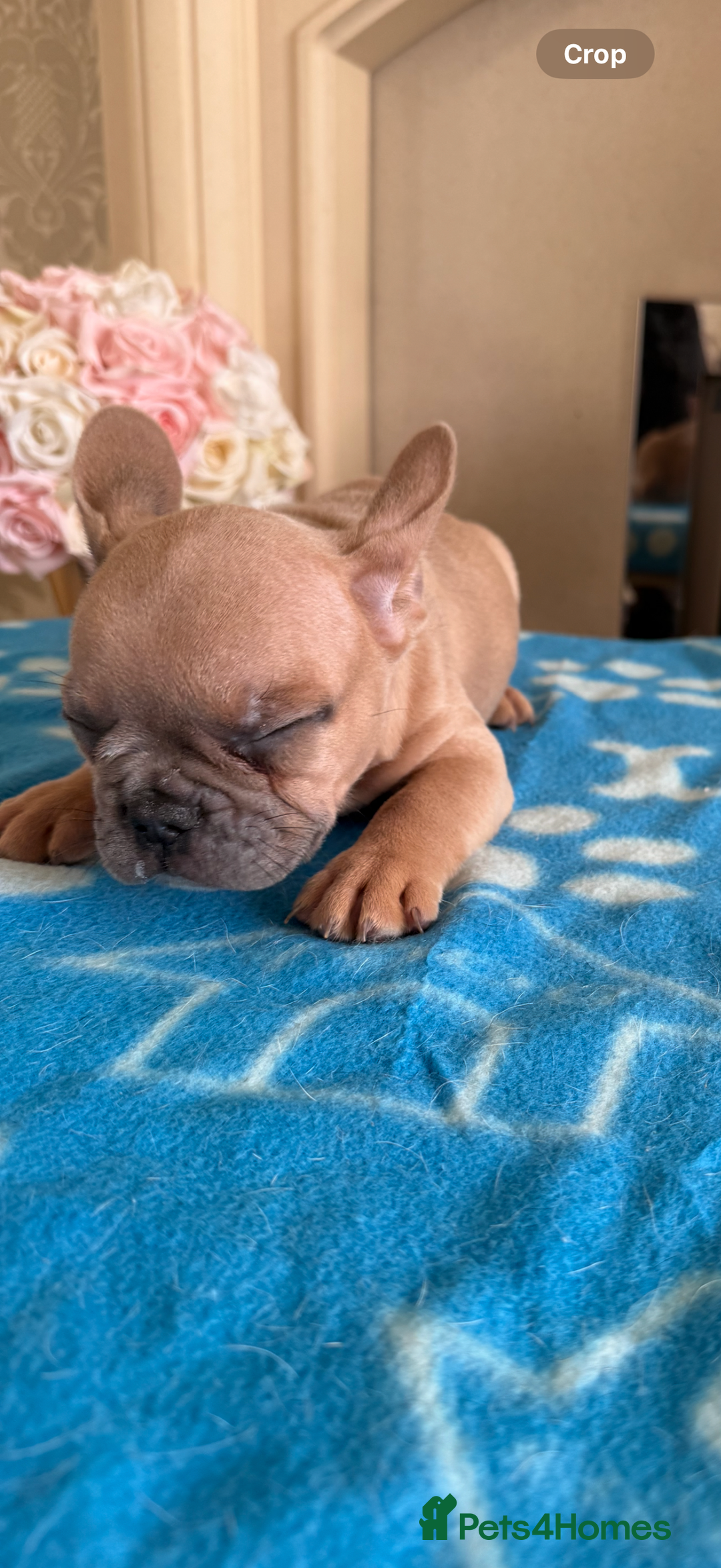 French Bulldog dogs for sale: French Bulldog Puppies 3 Male 4 Female  - Image 8