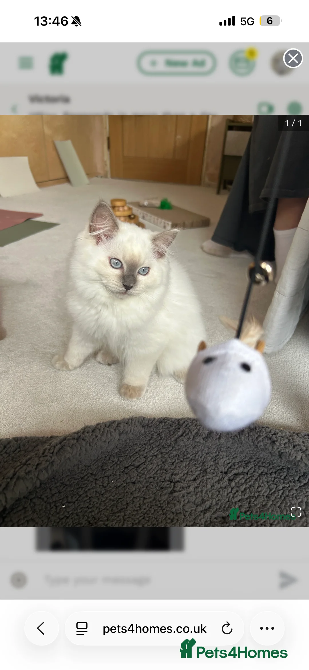 Ragdoll cats for sale: 6 adorable kittens , ready to go home in April  - Advert 8