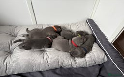 Staffordshire Bull Terrier dogs for sale: Blue Staffordshire Bull Terrier KC registered  - Image 4