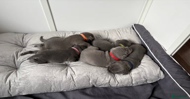 Staffordshire Bull Terrier dogs - Advert 9