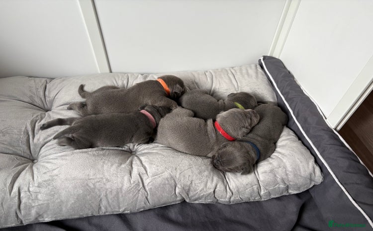 Staffordshire Bull Terrier dogs - Advert 1