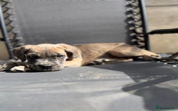 Cane Corso dogs for sale: Purebred Cane Corso puppies  - Image 38