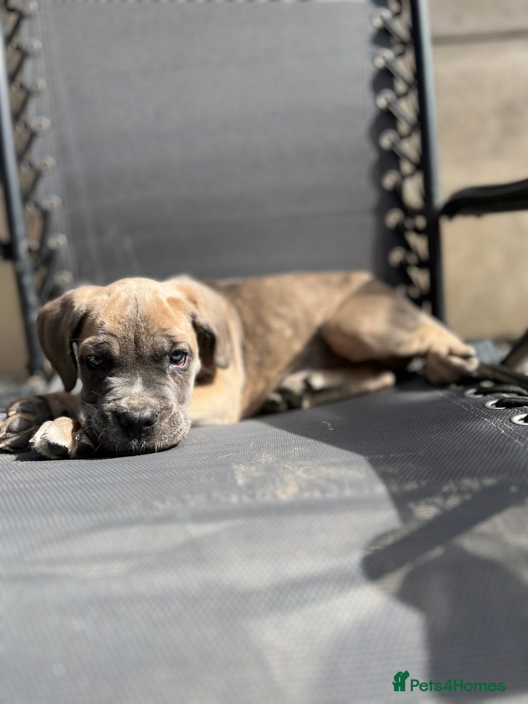 Cane Corso dogs for sale: Purebred Cane Corso puppies  - Image 38