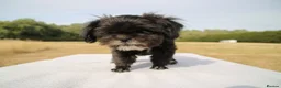 Shih Tzu dogs for sale: Red collar - Advert 3
