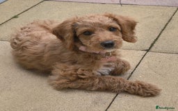 Cockapoo dogs for sale: 11 week old girl cockapoo - Image 1
