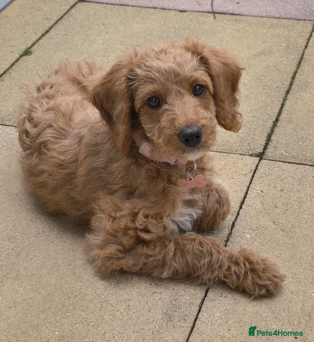 Cockapoo dogs for sale: 11 week old girl cockapoo - Image 1