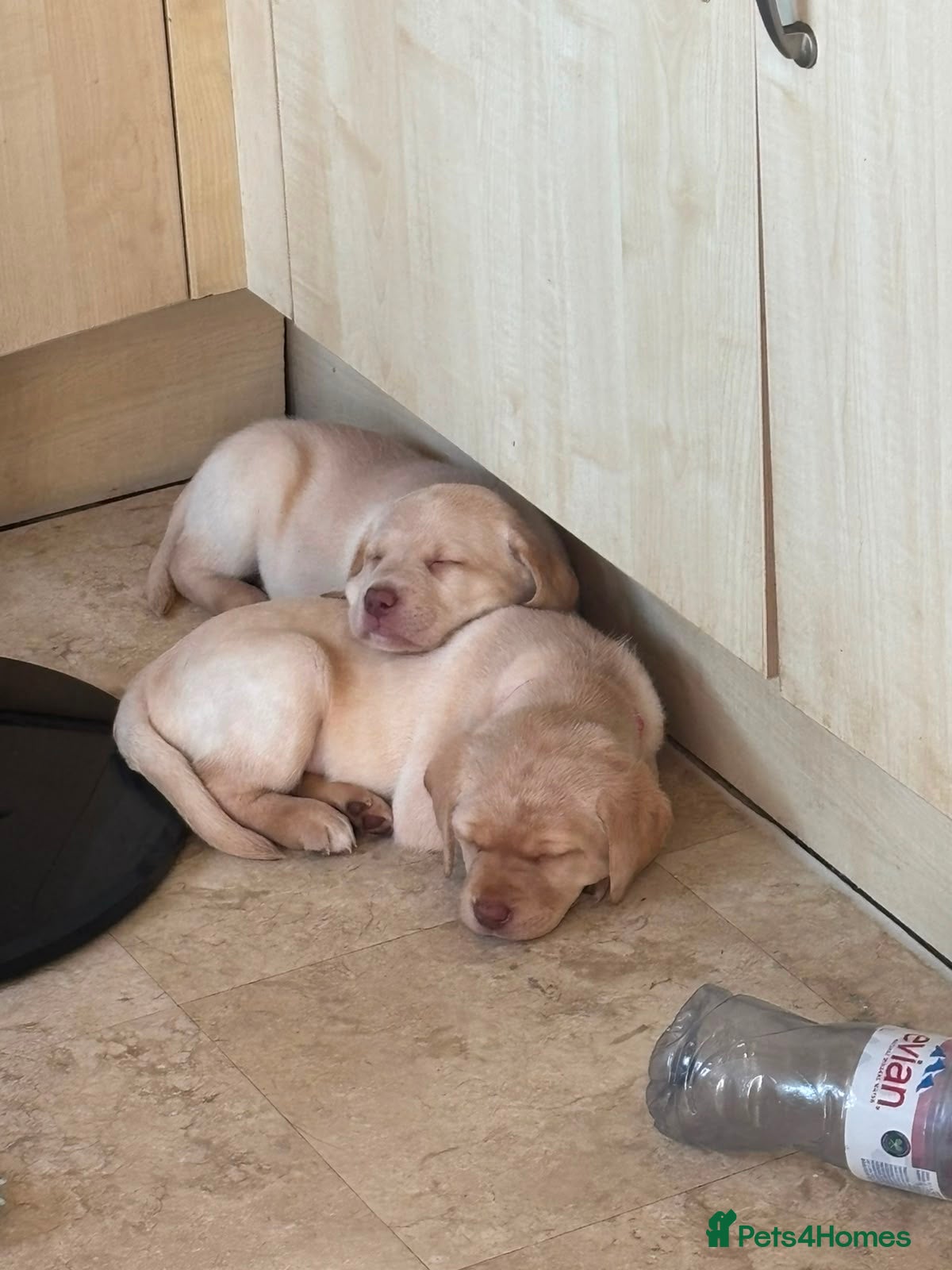 Labrador Retriever dogs LAST TWO GOLDEN FEMALE LABRADOR PUPPIES - Advert 1