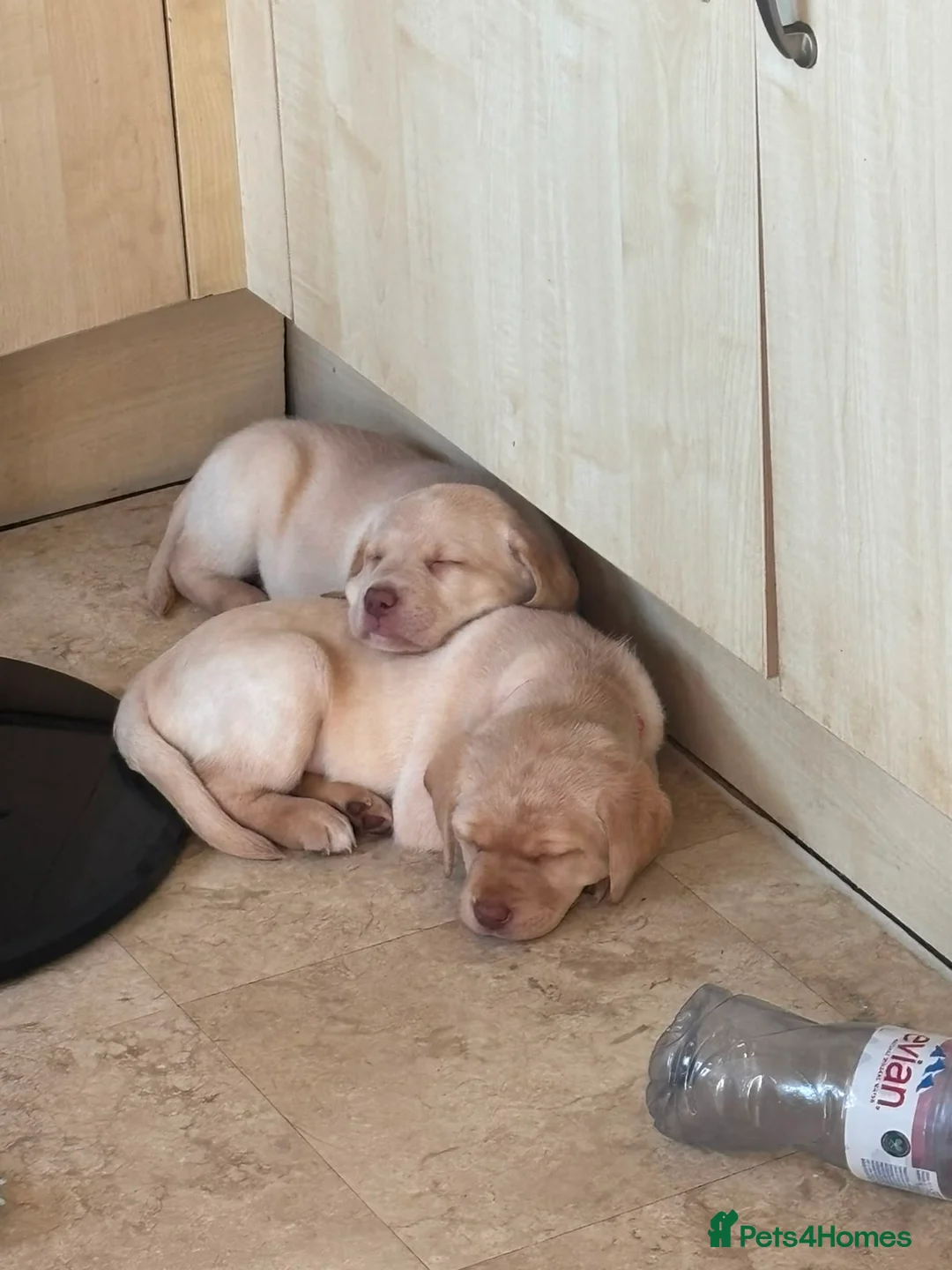 Labrador Retriever dogs for sale: LAST TWO GOLDEN FEMALE LABRADOR PUPPIES - Advert 1