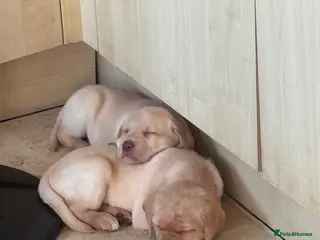 Labrador Retriever dogs LAST TWO GOLDEN FEMALE LABRADOR PUPPIES - Advert 1