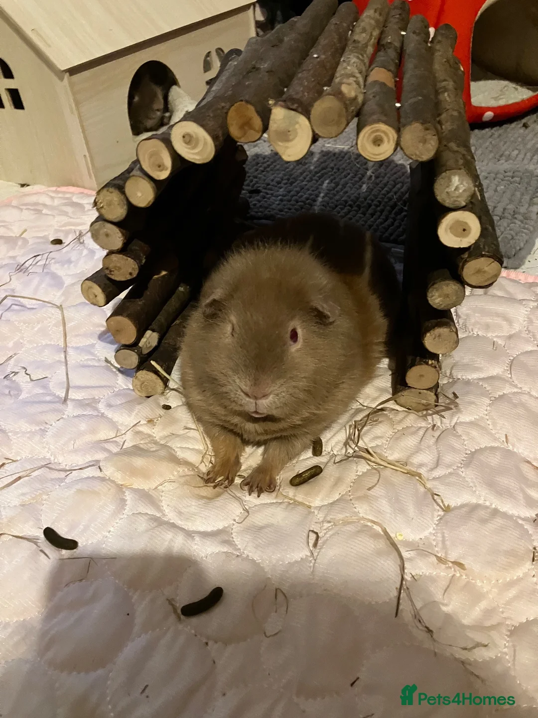 Guinea Pig rodents for sale: Two male guinea pigs  in Sandy - Advert 2
