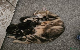 American Shorthair cats for sale: American Shorthair - Image 1