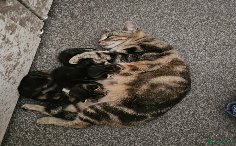 American Shorthair cats - Advert 2