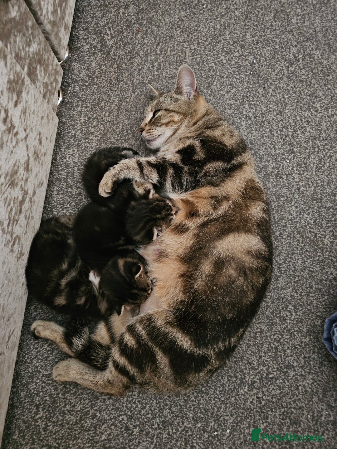 American Shorthair cats for sale: American Shorthair - Image 1