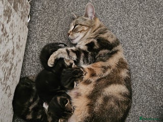 American Shorthair cats - Advert 16