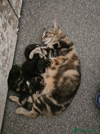 American Shorthair cats - Advert 1