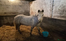 Dartmoor horses for sale: 12.3hh Pretty Dartmoor mare - Image 4