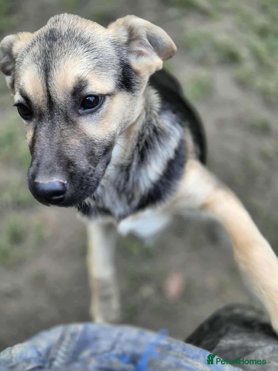 Mixed Breed dogs for adoption: LILY - gentle pup/friendly/good with kids/loving - Advert 4