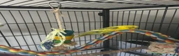 Budgerigars birds for sale: Pair of male budgies  in Seaham - Advert 3