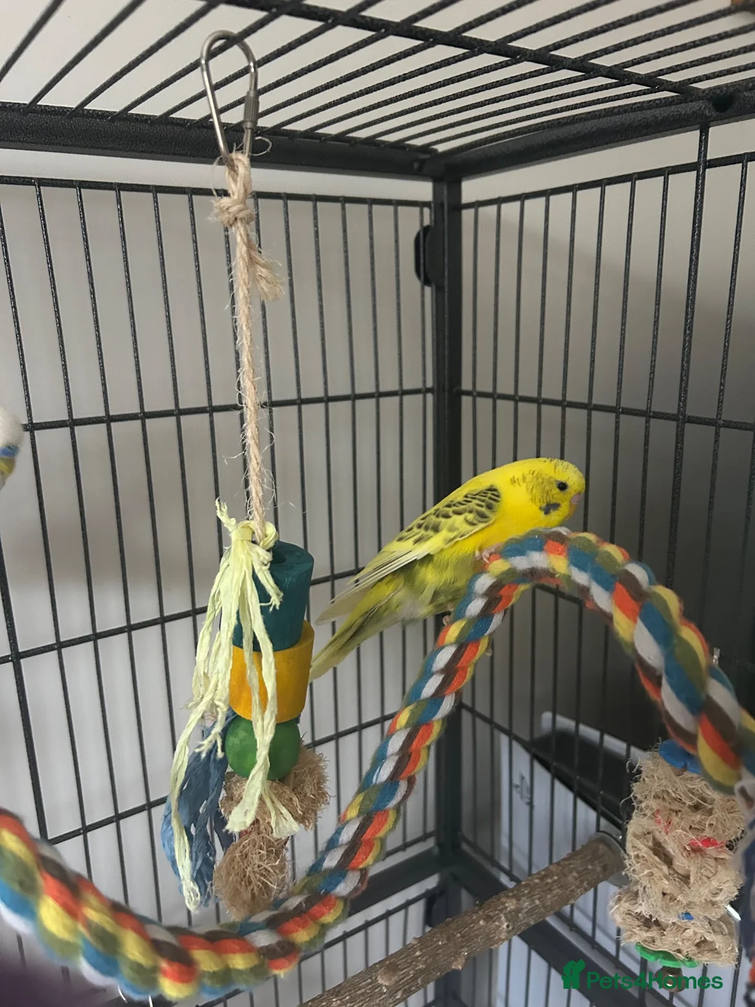 Budgerigars birds for sale: Pair of male budgies  in Seaham - Advert 3