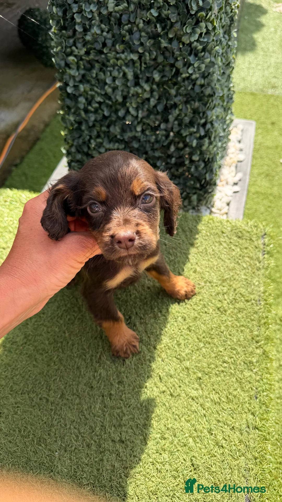 Cocker Spaniel dogs for sale: Cocker Spaniel puppies - Advert 1