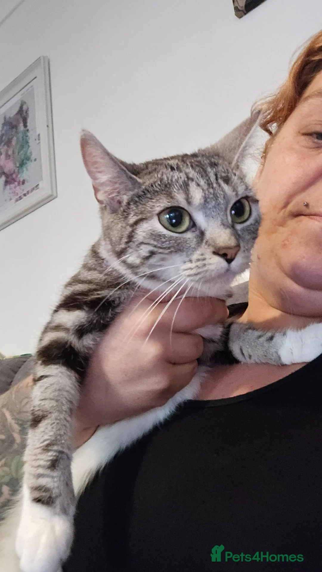 Bengal cats for sale: Bengal kittens  looking for forever  home - Advert 5