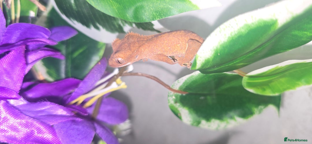 Gecko reptiles for sale: Crested gecko babies - Advert 1