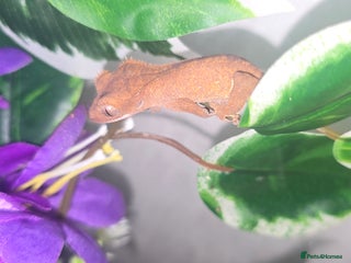 Gecko reptiles Crested gecko babies - Advert 2