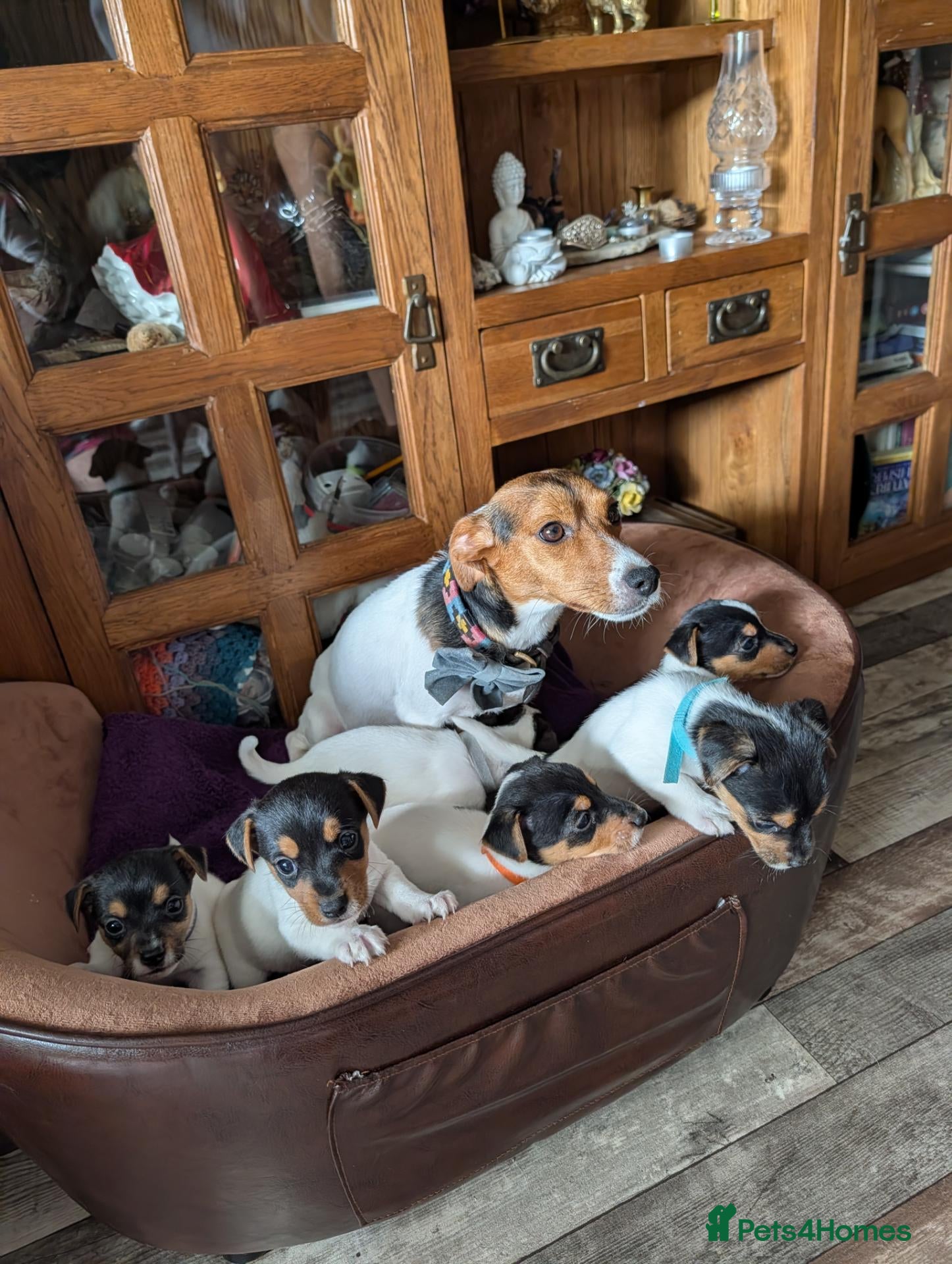 Jack Russell dogs Jack Russell puppies  - Advert 4