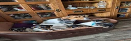 Jack Russell dogs for sale: Jack Russell puppies  - Advert 1
