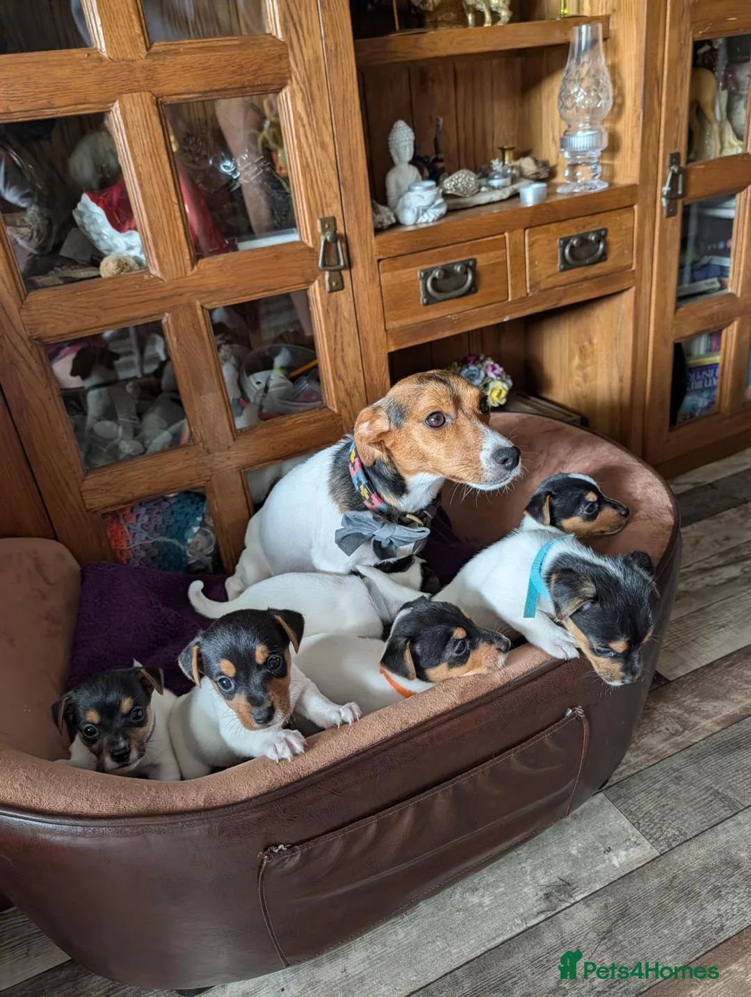 Jack Russell dogs for sale: Jack Russell puppies  - Advert 1