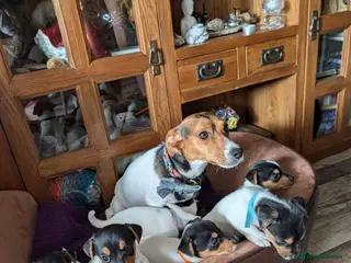 Jack Russell dogs Jack Russell puppies - Advert 2