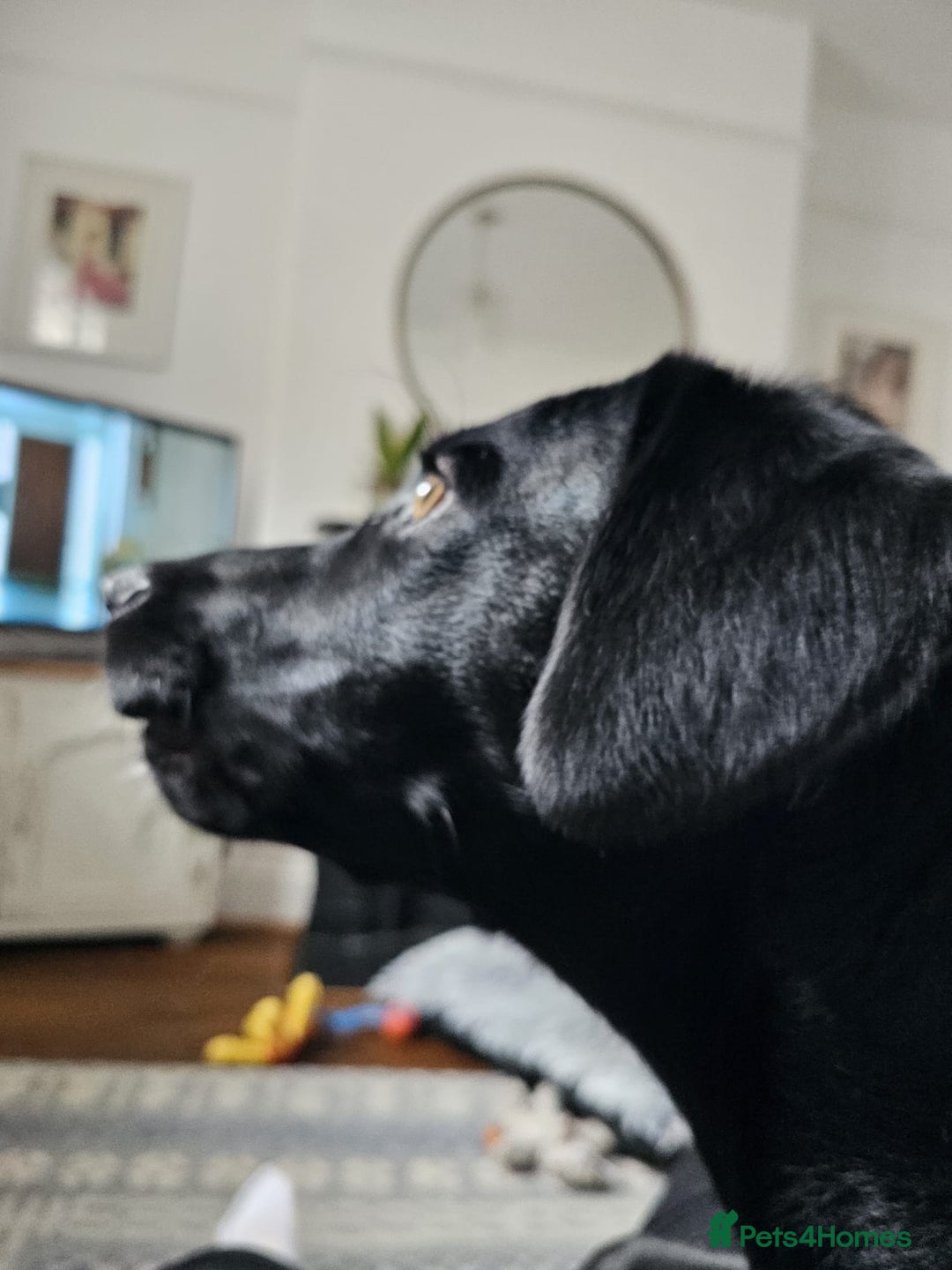 Springador dogs for sale: Springador male 6 months old.  - Image 6