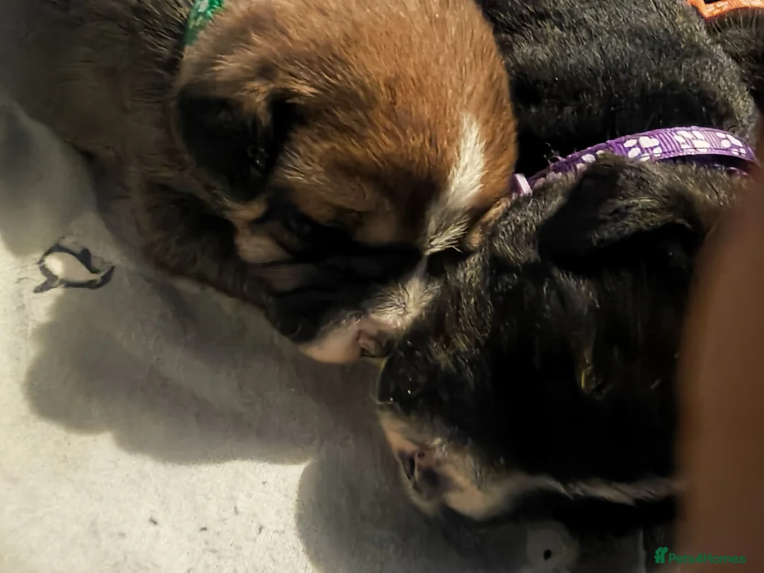 Mixed Breed dogs for sale: GREEN MALE - Advert 3