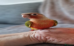 Conures birds for sale: Beautiful fully hand reared conure baby's  - Advert 11