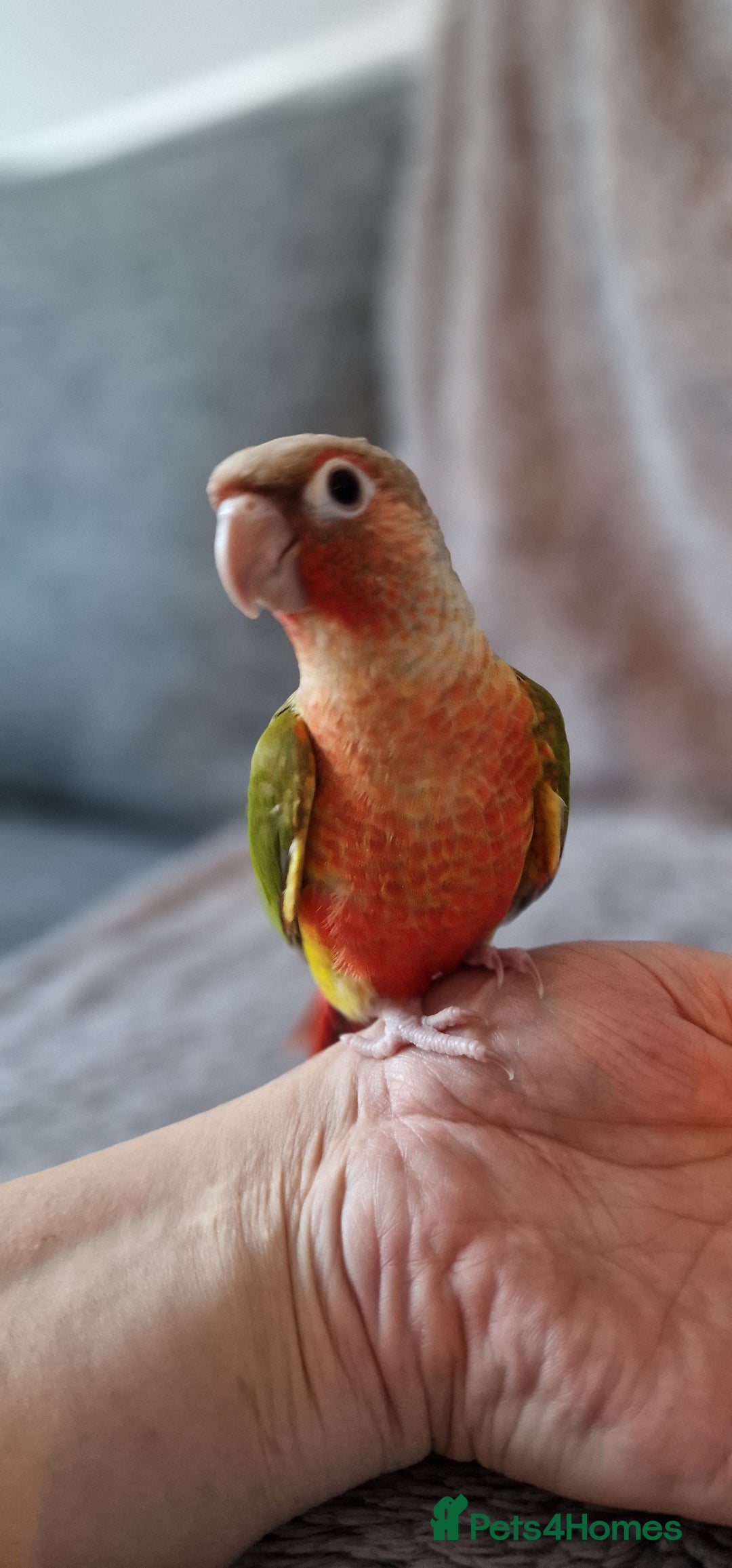 Conures birds for sale: Beautiful fully hand reared conure baby's  - Advert 11