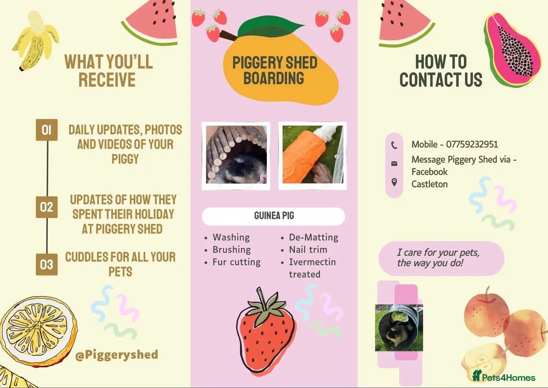 Guinea Pig rodents for sale: Guinea pig boarding services  - Advert 2