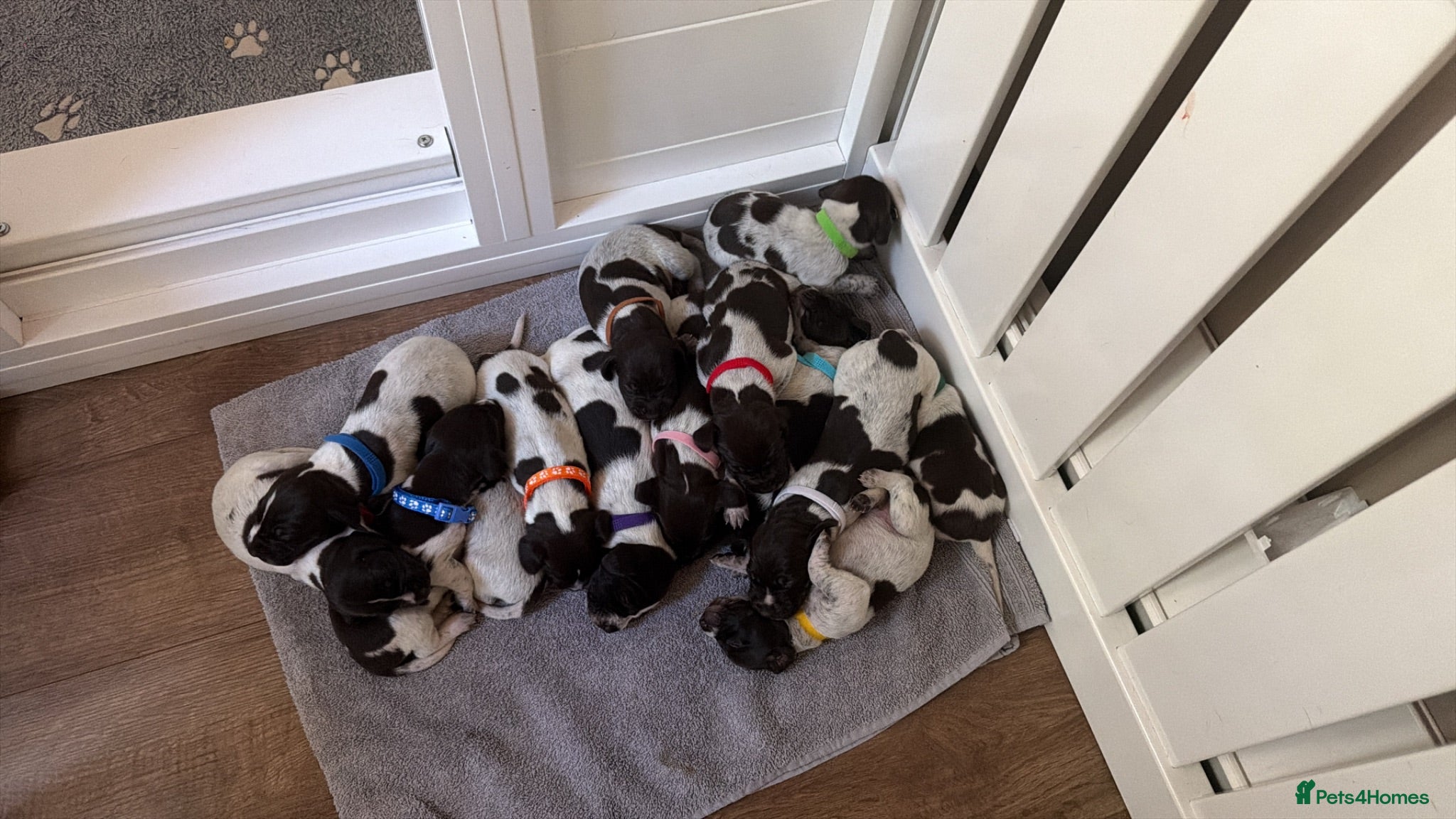 German Shorthaired Pointer dogs Stunning litter of 14 German short-haired pointers - Advert 2