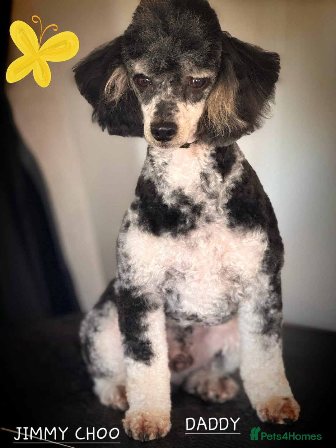 American Cocker Spaniel dogs for sale: SIX SNUGGLE MUFFINS AMERICAN COCKER, TOY POODLE - Image 9