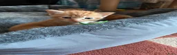 Domestic Shorthair cats for sale: Kittens for sale  - Advert 4