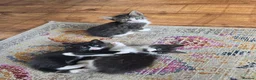 Mixed Breed cats for sale: One tabby boy left - Advert 6