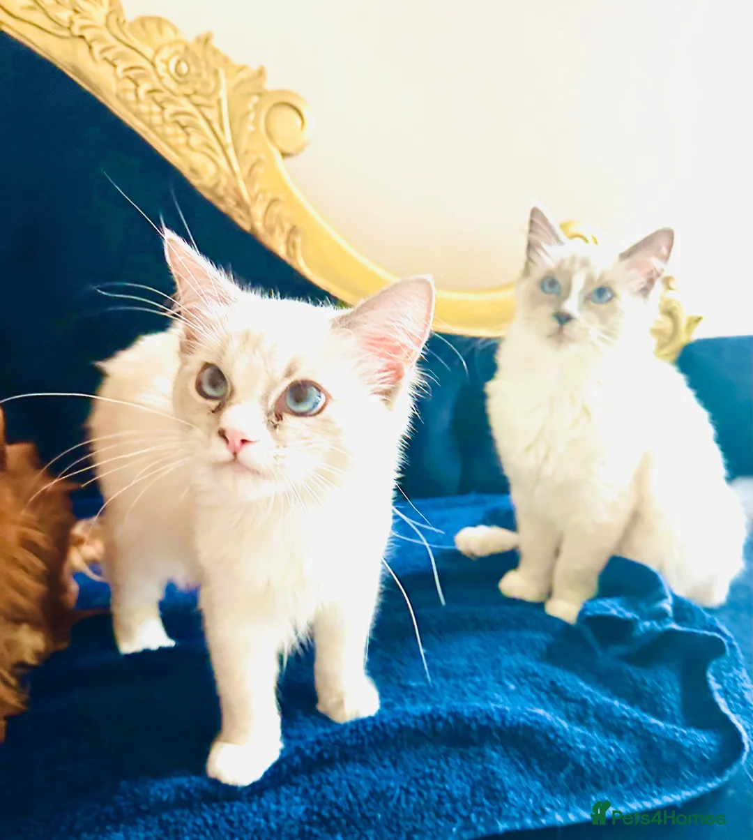 Ragdoll cats for sale: ❤️ Very special homes needed GCCF RAGDOLLS  - Advert 1