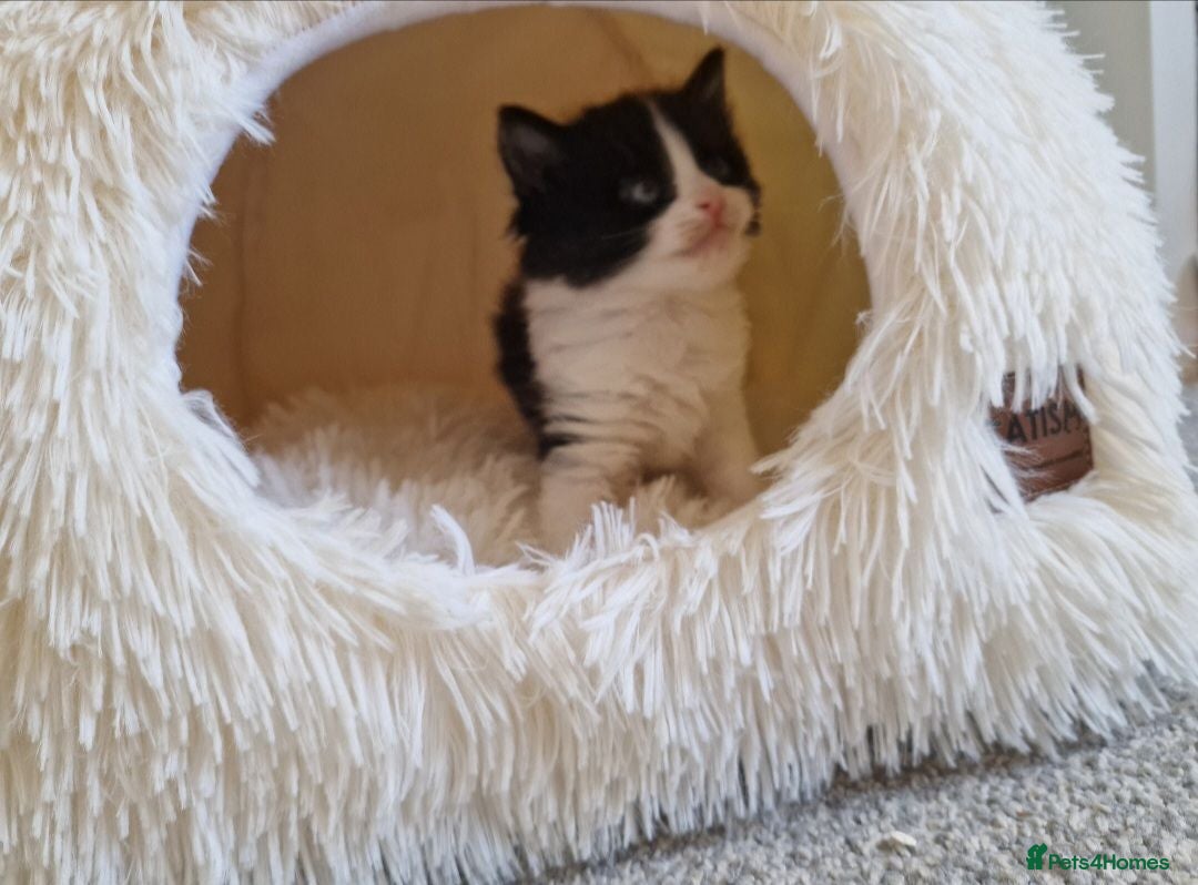 Ragdoll cats Beautiful fluffy kitten ready to leave - Advert 3