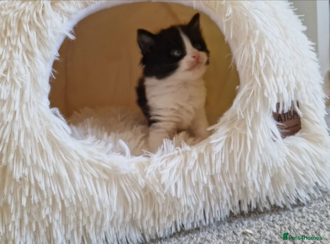 Ragdoll cats for sale: Beautiful fluffy kitten ready to leave - Advert 1
